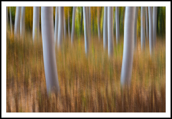 El baile de los bosques