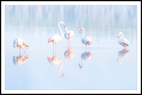 Reflejos